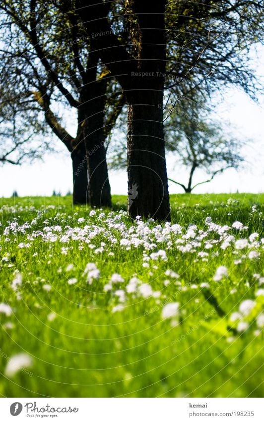 meadow, flowers, trees Environment Nature Landscape Plant Sky Sun Sunlight Spring Summer Climate Beautiful weather Warmth Tree Flower Grass Blossom