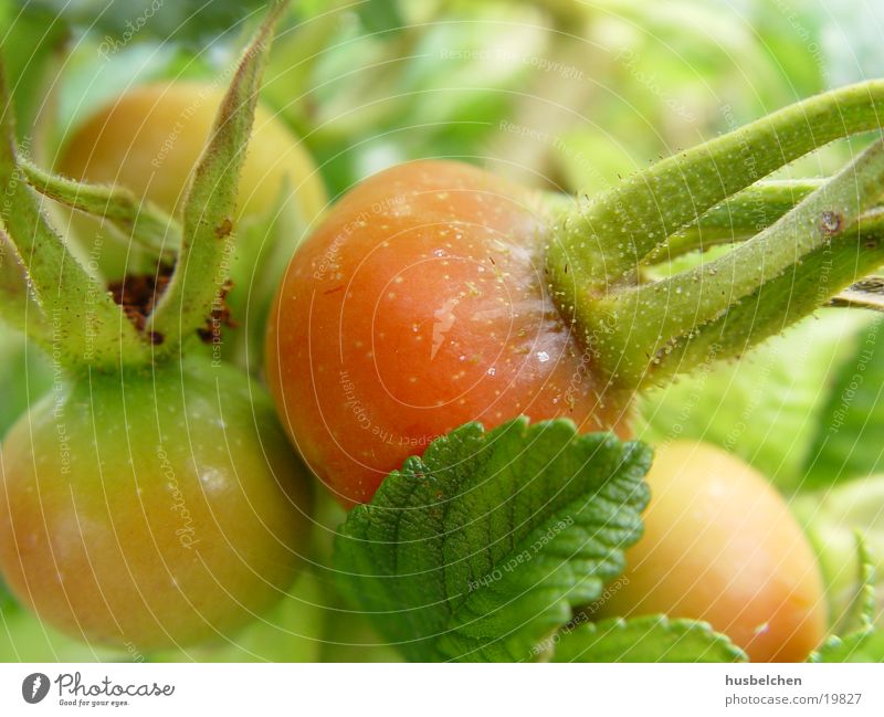 rose hips Rugosa rose uncontrolled growth Dog rose