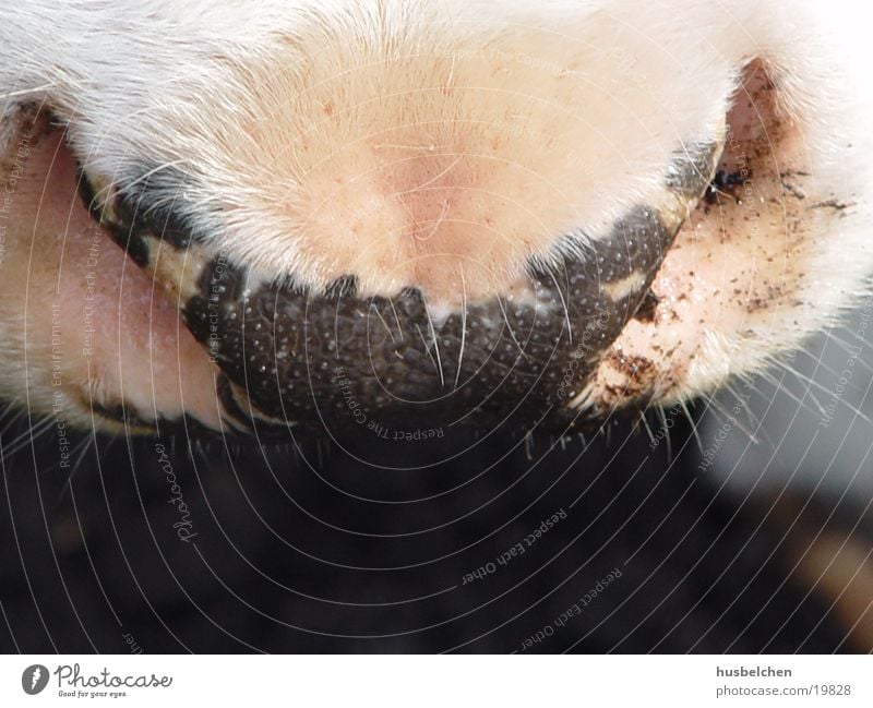 Cool! Cow Snout Nostrils Facial hair Nose Breathe