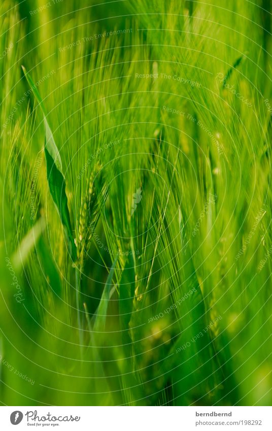 cereals Environment Nature Landscape Plant Summer Agricultural crop Field Observe Dream Growth Green Moody Calm Authentic Relaxation Freedom Peace Idyll