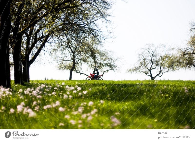 Sunday trip Environment Nature Landscape Plant Spring Summer Beautiful weather Warmth Tree Flower Grass Blossom Foliage plant Meadow Transport