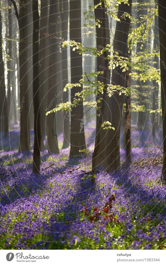 sunny beech forest with bluebell flowers Nature Landscape Plant Sunrise Sunset Sunlight Spring Tree Flower Blossom Forest Wild Green Pink Beech Bluebell