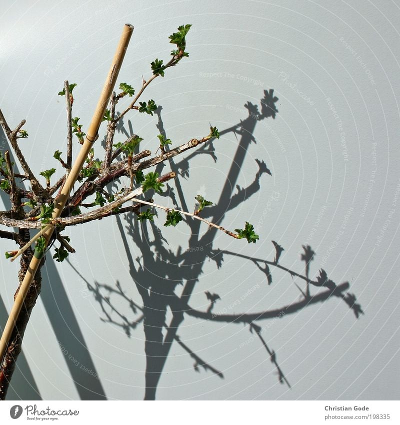 plant Environment Nature Plant Animal Tree Bushes Wood Gray Green Branch Wall (building) Shadow Prop Stick Balcony Balcony plant Bud Bamboo stick Sun Light