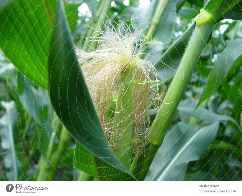 still spared by gentech Corn cob Field Leaf Agriculture Nutrition Maize Grain Food