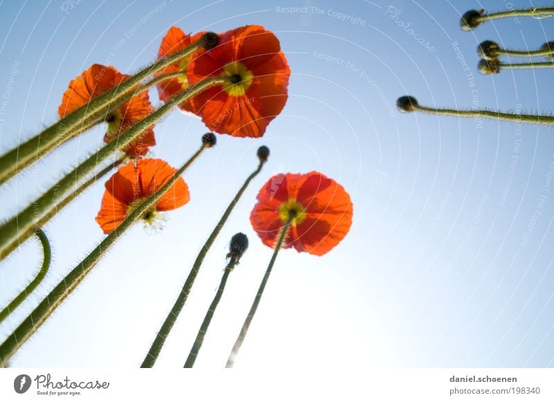 the poppy that grows in the sky Nature Plant Sky Cloudless sky Spring Summer Beautiful weather Blossom Garden Blue Red Perspective Growth Poppy Iceland poppy