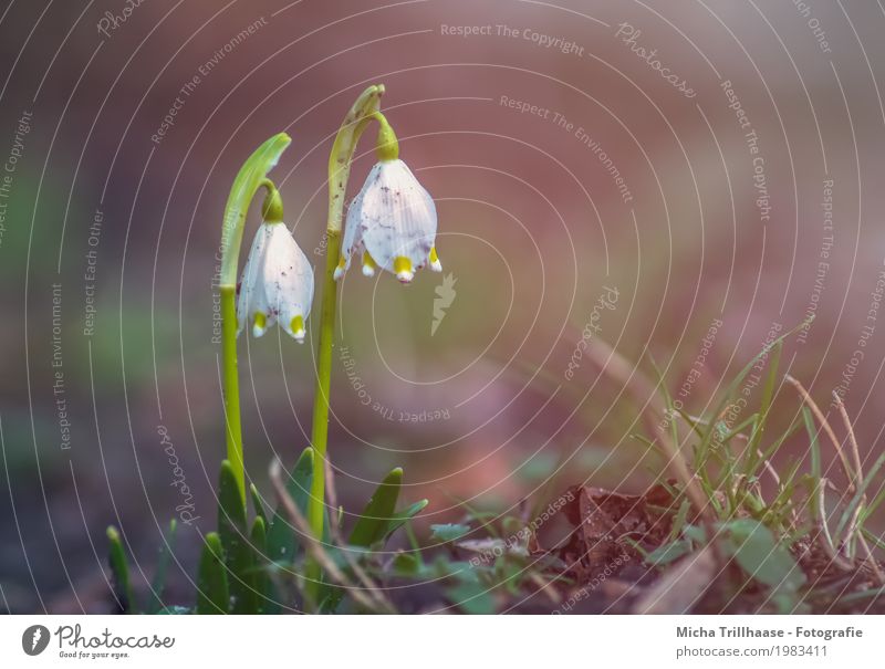 Märzenbecher in the sunshine Environment Nature Plant Sun Sunlight Spring Weather Beautiful weather Flower Grass Leaf Blossom Wild plant Spring snowflake Meadow