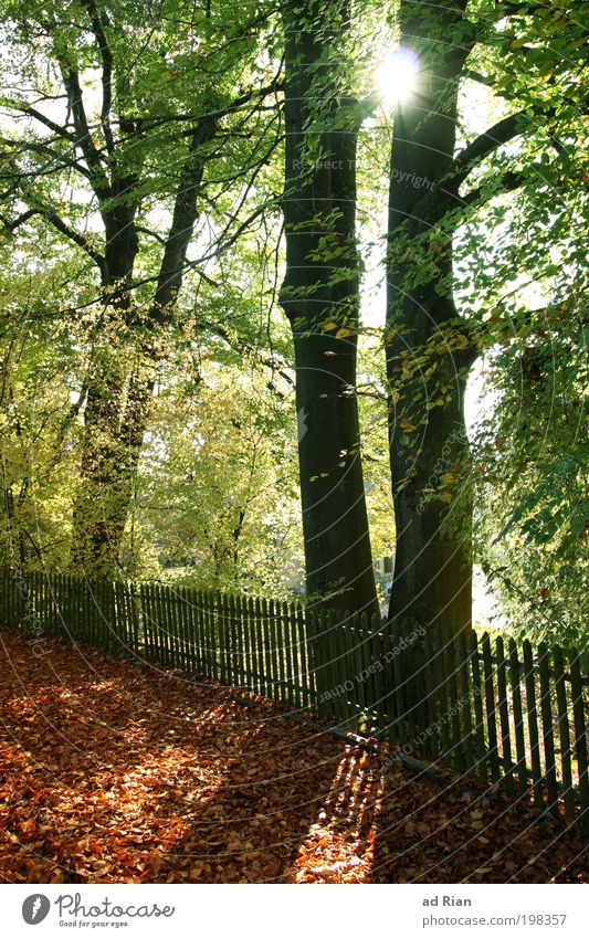 next autumn Jogging Nature Sun Sunlight Autumn Warmth Tree Bushes Moss Foliage plant Garden Park Forest To enjoy Illuminate Natural Serene Calm End Idyll