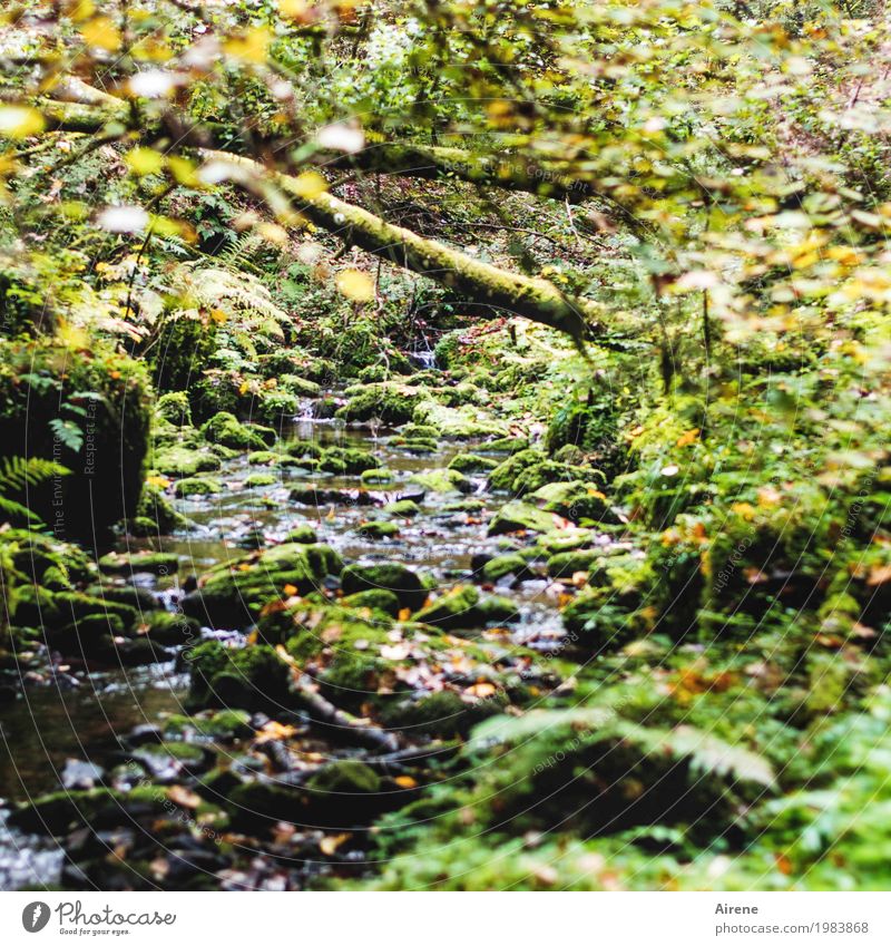 Advancing difficult Nature Water Wild plant Carpet of moss Tree trunk Virgin forest Rock Brook Hang Growth Fluid Wet Natural Green Loneliness Relaxation