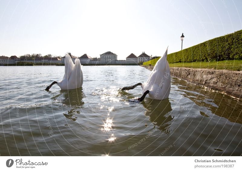 diving station Dive Water Sun Spring Lake Castle Animal Wild animal Swan 2 Under Blue Green White Lock Munich Bavaria Search Head swan ass feathers Colour photo