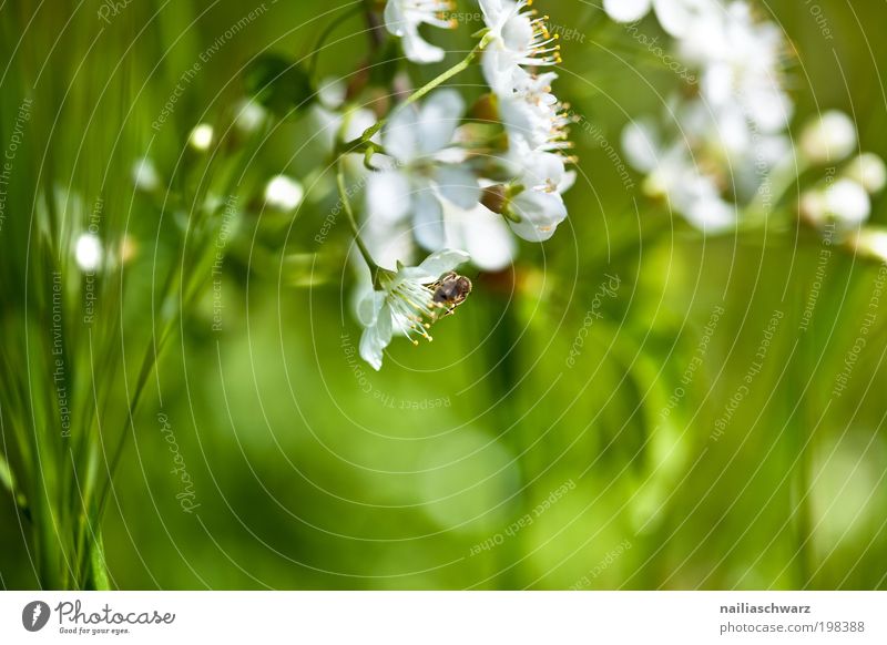 spring flowers Environment Nature Plant Spring Flower Grass Blossom Garden Park Meadow Esthetic Friendliness Happiness Natural Green White Spring fever Pure