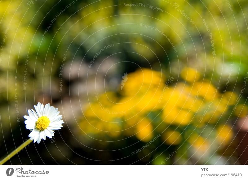 Daisy in the Sun Environment Nature Plant Spring Climate Beautiful weather Blossom Wild plant Garden Blossoming Growth Fragrance Glittering Bright Multicoloured