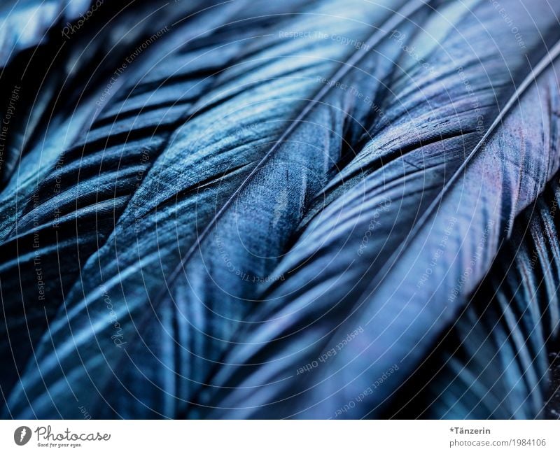 blue shimmer Bird Wing Feather Esthetic Beautiful Blue Calm Colour photo Subdued colour Macro (Extreme close-up) Deserted Evening Light Reflection Blur