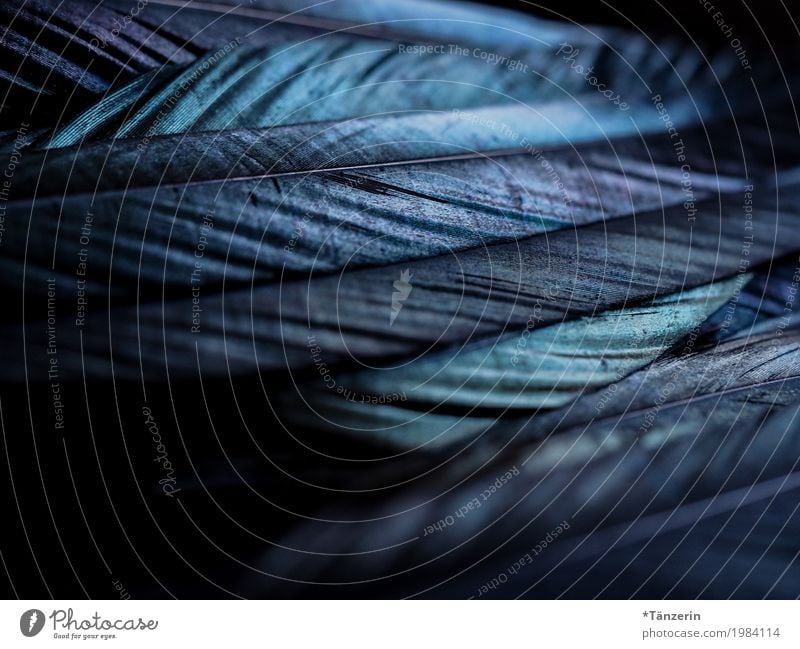 shades of black Animal Bird Feather Esthetic Exceptional Dark Creepy Beautiful Blue Black Silver Calm Colour photo Subdued colour Close-up Detail