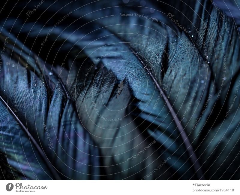 feathers Wing Feather Esthetic Dark Blue Black Colour photo Subdued colour Detail Macro (Extreme close-up) Deserted Blur Shallow depth of field