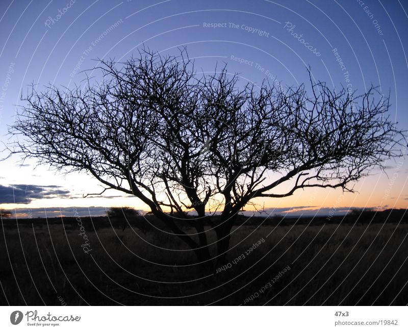 Tree in the evening Sunset South Africa Farm Evening