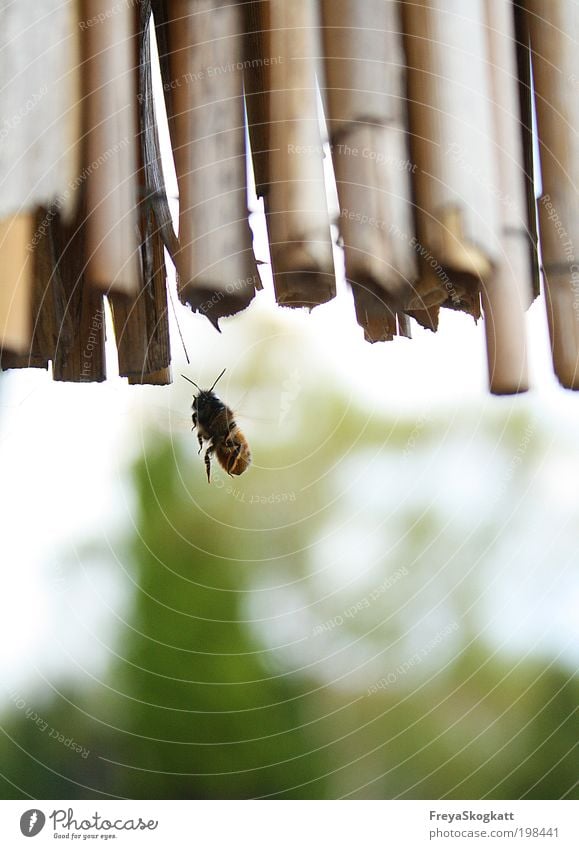 I'm gonna find me a house. Spring Beautiful weather Animal Bee 1 Build Discover Flying Threat Elegant Brash Free Curiosity Speed Wild Green Willpower Protection