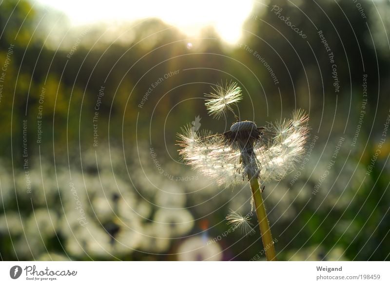 Hope 2 Retirement Closing time Green Future Inspiration Loneliness Decide Dandelion Flower Dusk person on whom hopes are pinned Colour photo Subdued colour