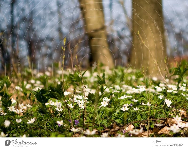 fertile forest soil Contentment Summer Garden Environment Plant Beautiful weather Tree Flower Grass Moss Forest Blossoming Walking Illuminate Dream Faded Growth