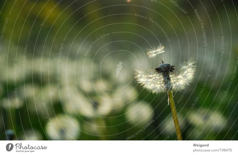 Hope 4 Flower Blossoming Dandelion Decide Future Impulse Inspiration Whisper Back draft Loneliness Summer Country life To swing Life goal Colour photo