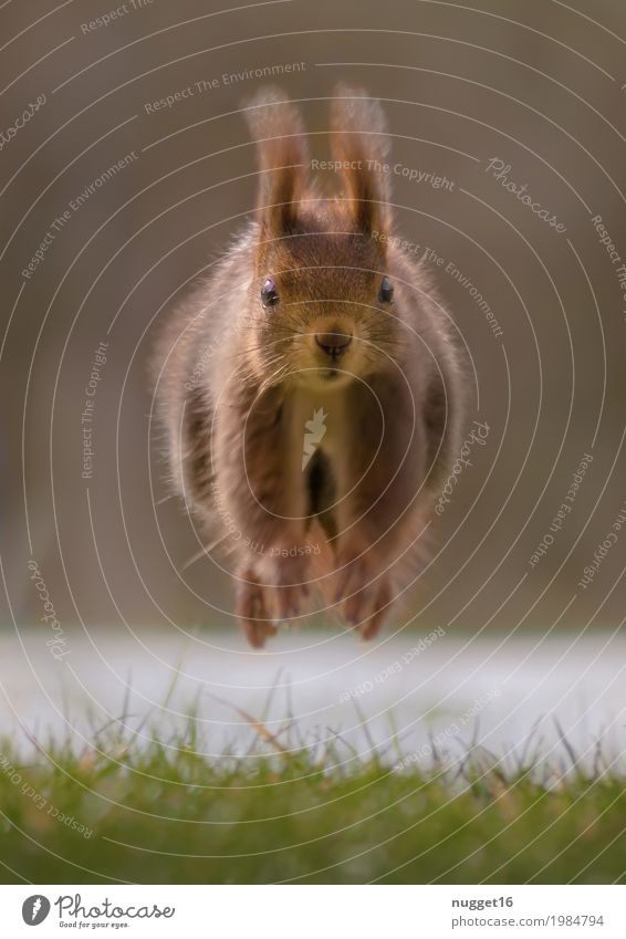 Make way! I'm coming! I'm coming! Environment Nature Animal Sunlight Spring Summer Autumn Winter Beautiful weather Grass Garden Park Meadow Forest Wild animal