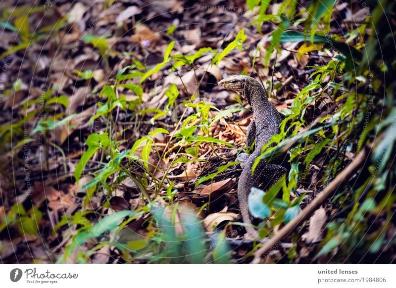 FF# Travel companion Art Esthetic Thailand Virgin forest Saurians Reptile eye Reptiles Undergrowth Animal One animal Exotic Colour photo Subdued colour