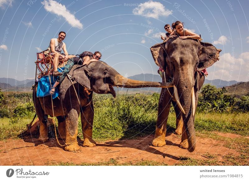 FF# Buddy Day Animal Adventure Elephant 2 Exterior shot Joy Wanderlust Expedition Vacation & Travel Vacation photo Vacation mood Vacation destination