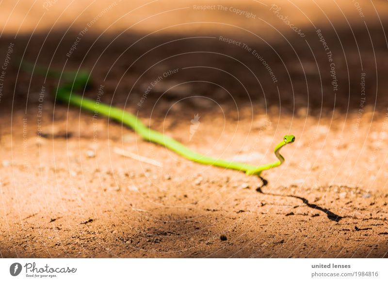 FF# snake green Environment Nature Climate Climate change Garden Esthetic Snake Queue Meandering Snakeskin Snake skin Wavy grain Snake eyes Green Narrow