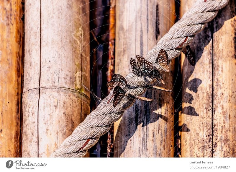 FF# Lightness Nature Esthetic Rope Wood Wooden wall Butterfly Butterflies in the stomach Beautiful Wayside Wing Group Flock Idyll Colour photo Subdued colour