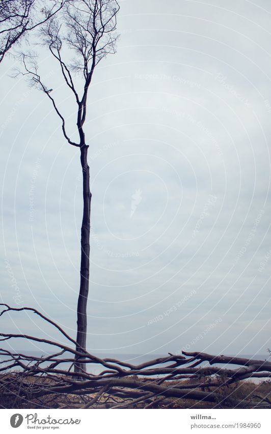 The upright and the fallen Tree Beech tree Bleak Log coast Lakeside Baltic Sea Ghost forest Nienhagen Nature reserve Feeble Force Survive Unwavering persevering