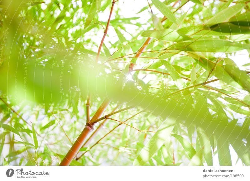 bamboo spring Environment Nature Animal Sun Sunlight Spring Summer Beautiful weather Plant Bushes Foliage plant Park Bright Green White Bamboo Light Sunbeam