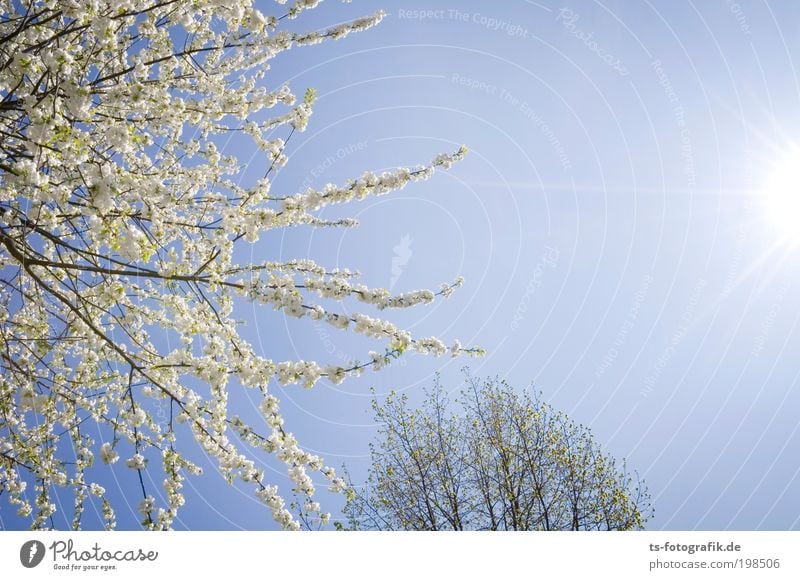 sun sensor Nature Plant Air Sky Cloudless sky Sunlight Spring Beautiful weather Tree Blossom Blossoming Bud Branch Park Growth Happiness Warmth Happy