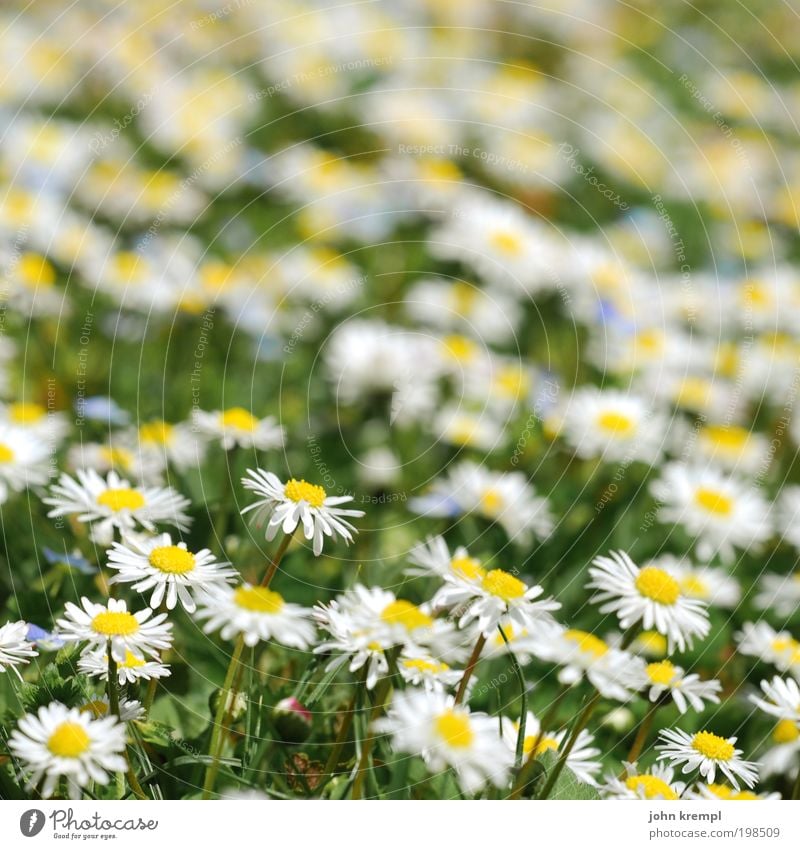 a dance with daisy Beautiful weather Plant Flower Blossom Daisy Daisy Family Garden Park Meadow Smiling Growth Friendliness Happiness Fresh Happy Good Positive