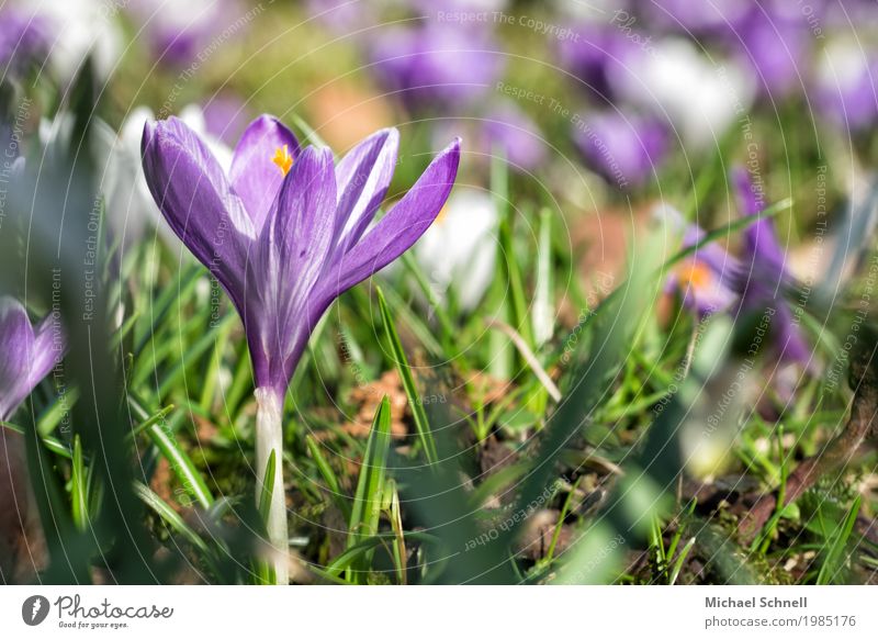 spring crocus Environment Nature Plant Sunlight Spring Winter Crocus Spring flowering plant Meadow Fresh Violet Beautiful Colour photo Exterior shot Close-up