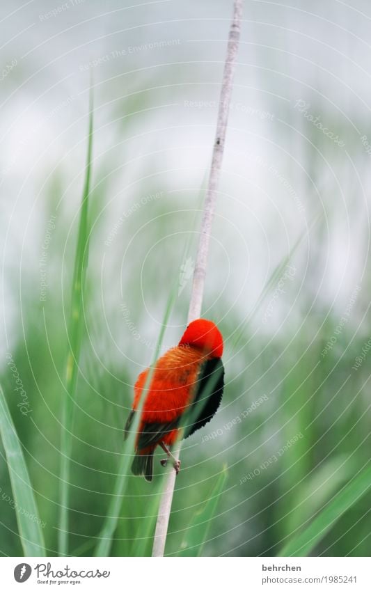 a beautiful back and so Vacation & Travel Tourism Trip Adventure Far-off places Freedom Safari Nature Plant Animal Grass Leaf Common Reed Park South Africa