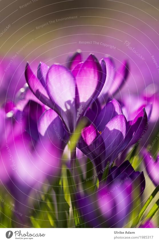 Purple crocuses (Crocus) Elegant Style Decoration Wallpaper Image Card Easter Nature Plant Sunlight Spring Beautiful weather Flower Blossom Pot plant Garden