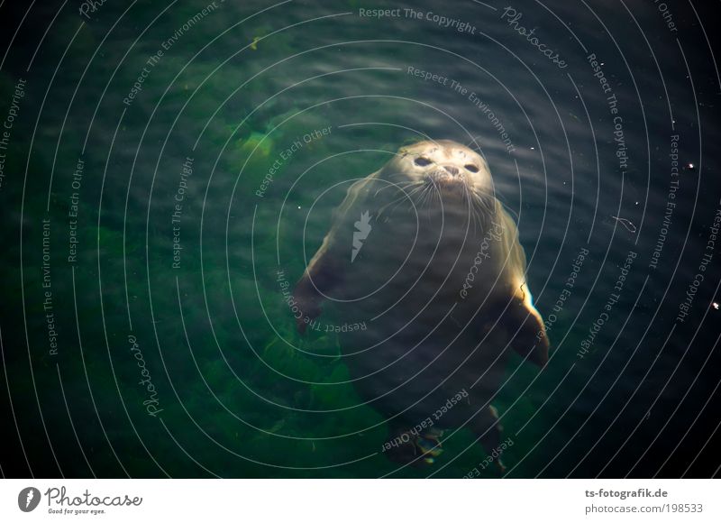 seal curiosity Environment Nature Animal Elements Water Summer Coast North Sea Baltic Sea Ocean Wild animal Animal face Harbour seal Seal cub 1 Baby animal