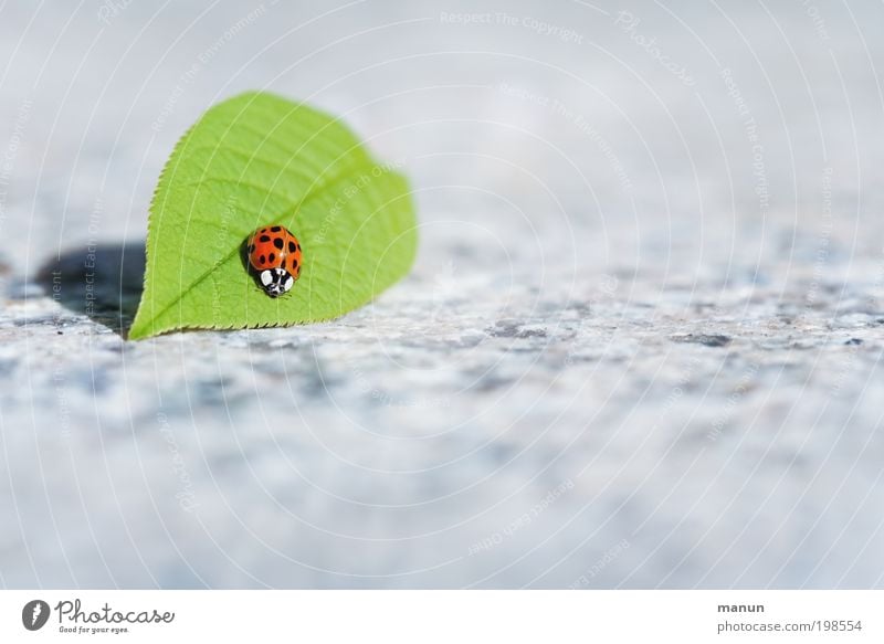 sun deck Valentine's Day Mother's Day Nature Spring Summer Leaf Garden Animal Wild animal Beetle Ladybird 1 Sign Friendliness Happy Bright