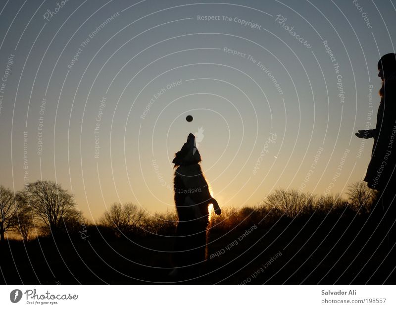 schnappi Playing Ball Landscape Tree Field eckernförde Schleswig-Holstein Dog 1 Animal Soft Blue Gold Joy Happy Joie de vivre (Vitality) Catch Retrieve