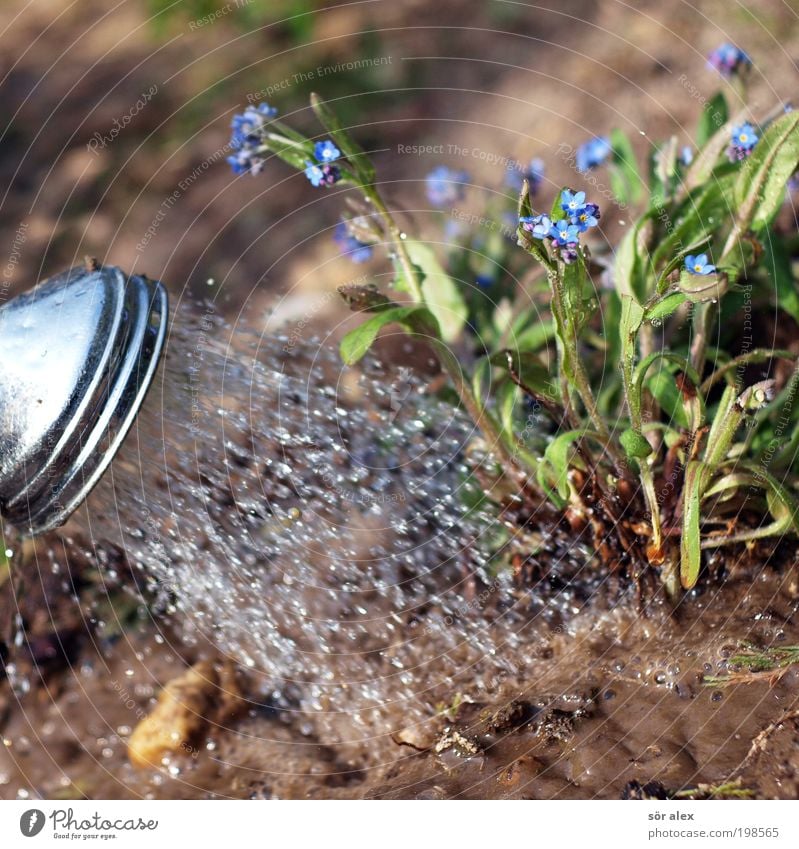 gardening Earth Water Plant Tree Forget-me-not Garden Shower head Metal Work and employment Blossoming Growth Wet Beautiful Blue Brown Green Spring fever Serene