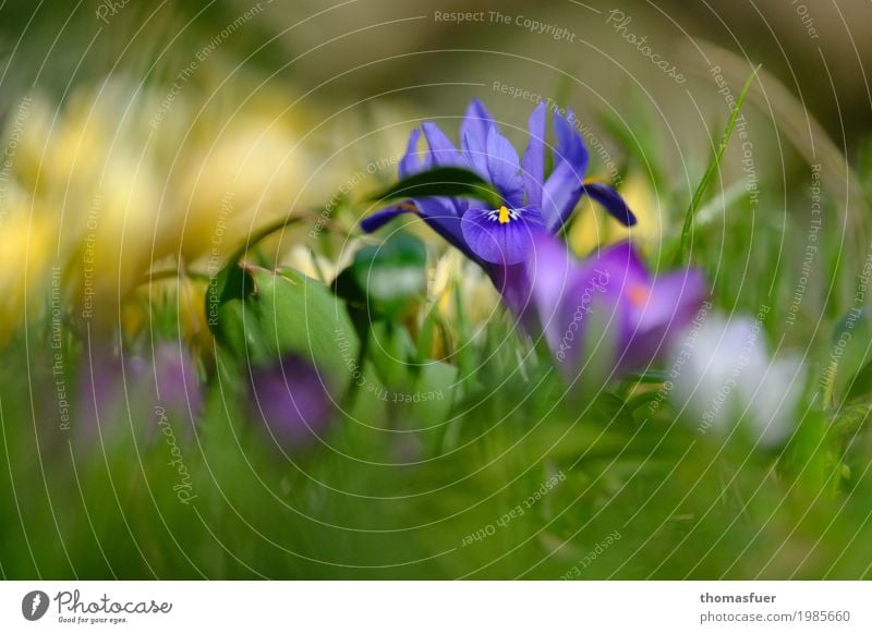 Iris, spring flowering plants Easter Environment Nature Landscape Spring Beautiful weather Plant Grass Crocus Iridaceae Garden Park Meadow Friendliness Blue