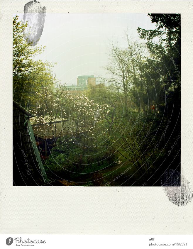 spring Well-being Contentment Clouds Spring Fog Plant Tree Small Town Garden Think Illuminate Dark Trashy Colour photo Subdued colour Exterior shot Polaroid Day