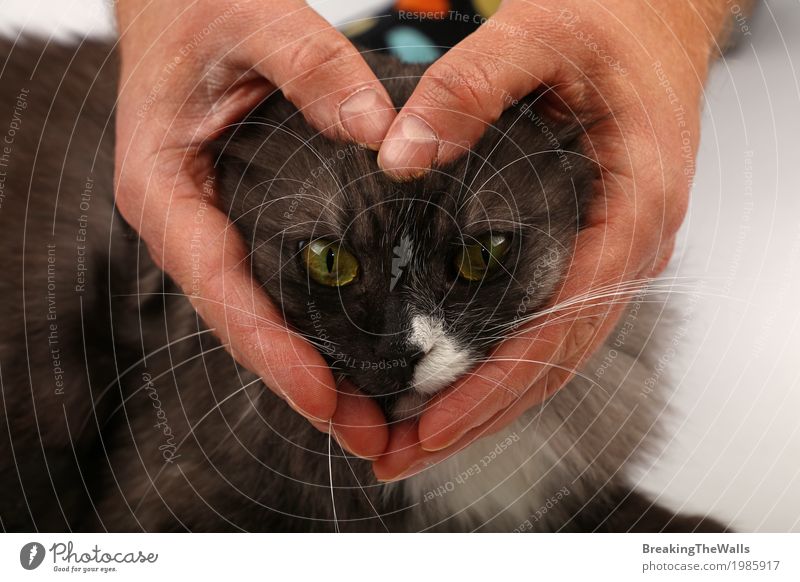 Heart shaped man hands holding cat face Man Adults Hand Pet Cat Love Friendliness Warmth Soft Emotions Joy Friendship Life Heart-shaped Domestic cat Hold