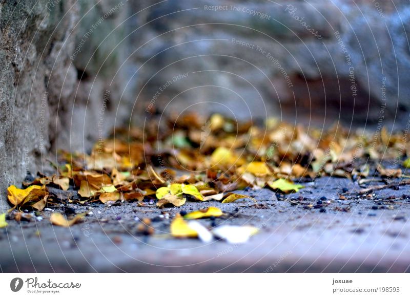 Golden Trefoil Garden Broom Environment Nature Sun Autumn Leaf Foliage plant Park Old town Castle Wall (barrier) Wall (building) Stairs Terrace Monument To fall