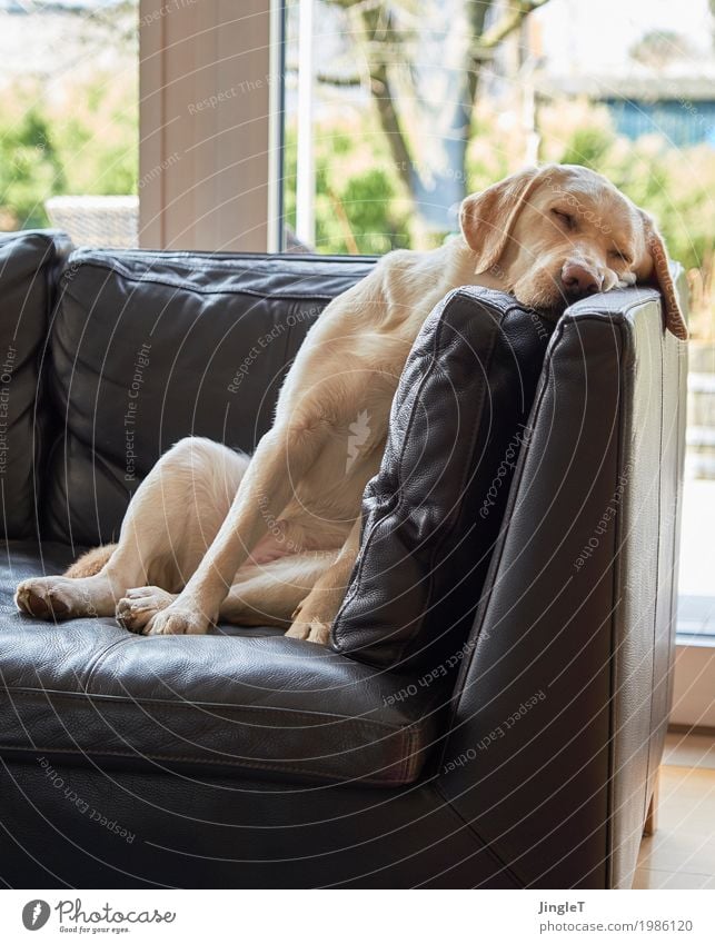 quiet zone Animal Pet Dog Labrador 1 Sleep Cuddly Blue Brown Yellow Gold Green Black White Serene Relaxation Colour photo Interior shot Deserted