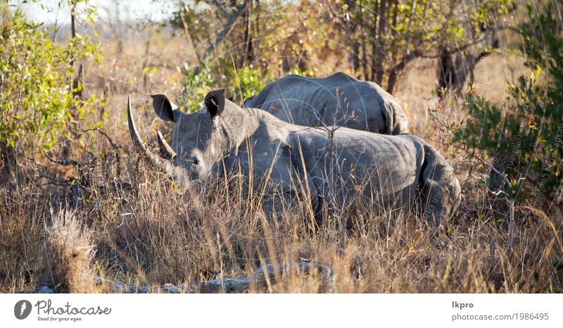 nature reserve and wild rhinoceros Body Skin Tourism Safari Zoo Nature Plant Animal Tree Grass Park Large Strong Wild Gray Black White Death Dangerous