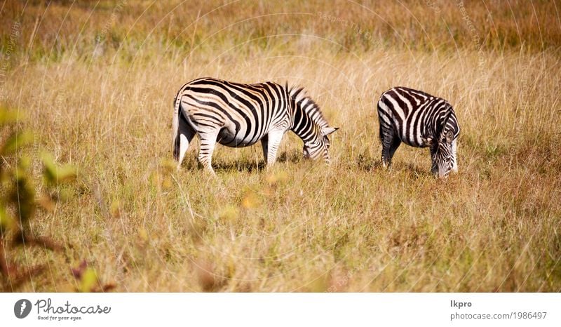 mlilwane wildlife nature reserve and wild zebra Skin Playing Vacation & Travel Adventure Safari Mountain Zoo Nature Plant Animal Grass Park Herd Stripe To feed