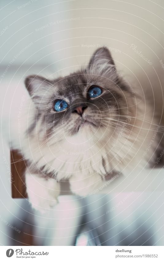 Observer. Animal Pet Cat holy Burma 1 Relaxation Illuminate Lie Looking Esthetic Elegant Brash Glittering Beautiful Astute Curiosity Cute Blue Turquoise White