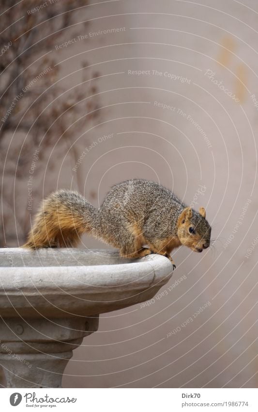 Squirrel Study II: ... look ... Animal Spring Bushes Garden Park bouldering Colorado USA Outskirts Wall (barrier) Wall (building) decorative vase Vase