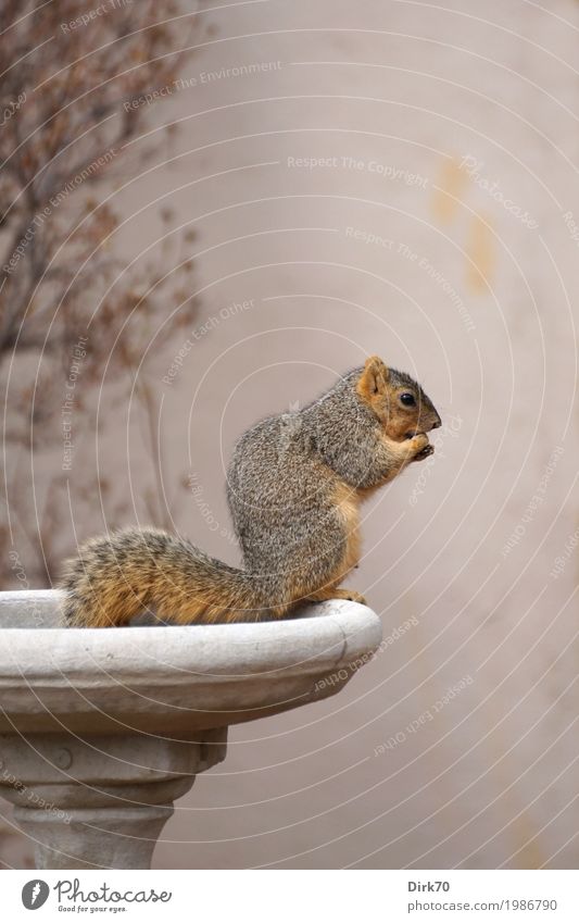 Squirrel Study I: Eating ... Environment Animal Spring Garden Park bouldering Colorado USA Outskirts Wall (barrier) Wall (building) Vase decorative vase