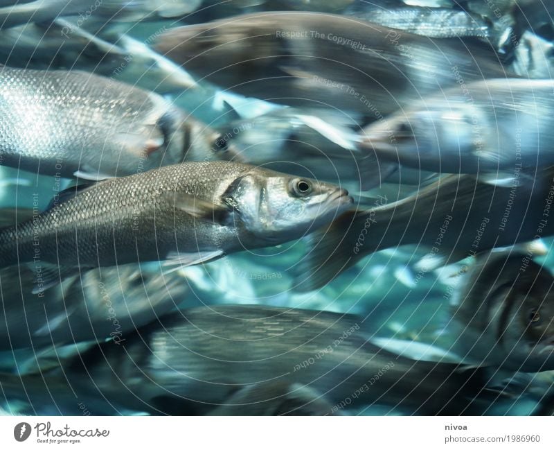 muddle Fish Fishing (Angle) Vacation & Travel Trip Loro Parque Environment Climate Waves Lakeside Ocean Brook Tenerife Animal Farm animal Wild animal Scales Zoo